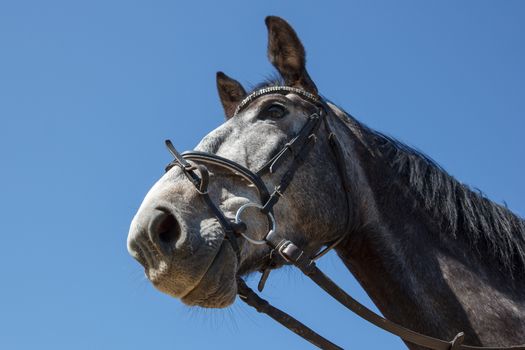 A gray tamed horse with dark eyes 