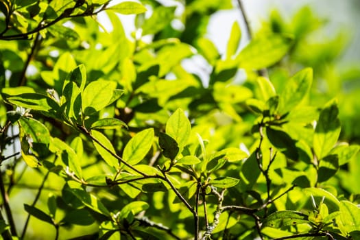 tree branch and leaves in nature scene,shallow focus