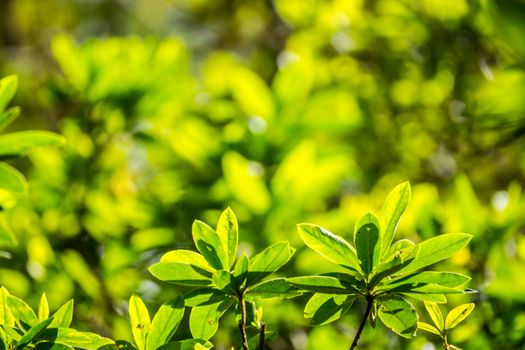 tree branch and leaves in nature scene,shallow focus