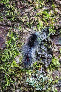 one of hairy caterpillar in tropical rain forest,Chiangrai,Thailand