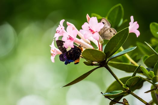 small pink flower and two butterfly,shallow focus