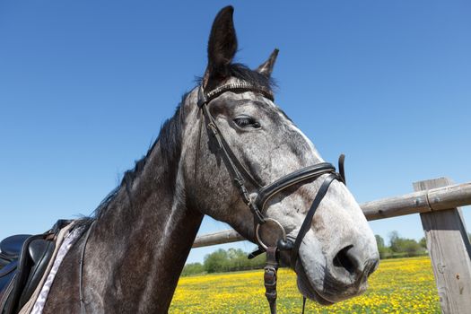 A gray tamed horse with dark eyes 