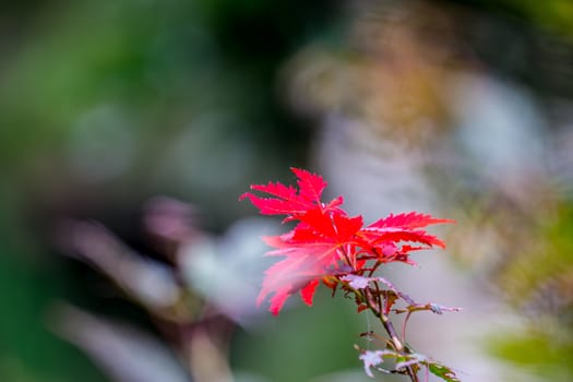 red maple leaves,shallow focus