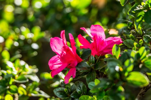 pink azalea flower in hight mountain,Chiangrai,Thailand