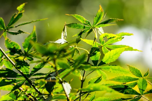 maple tree,leaf and branch,shallow focus