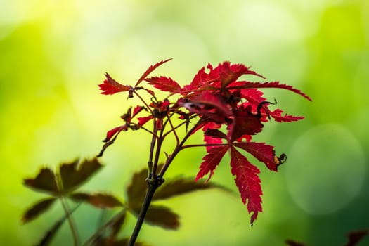 maple tree,leaf and branch,shallow focus