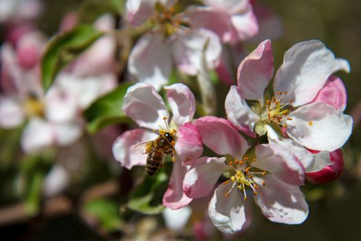 A bee sucking nectar out of a pink flower