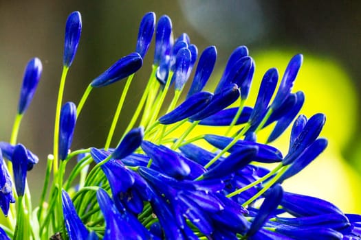 dark blue flower in tropical garden,Chiagrai,Thailand,shallow focus