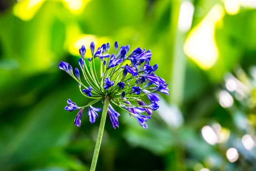 dark blue flower in tropical garden,Chiagrai,Thailand,shallow focus