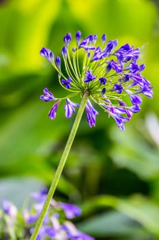 dark blue flower in tropical garden,Chiagrai,Thailand,shallow focus