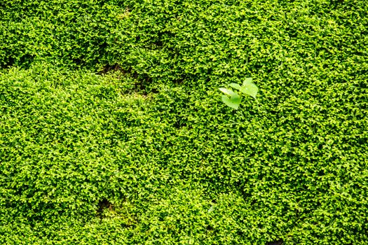 fern branch and leaves in nature scene,shallow focus