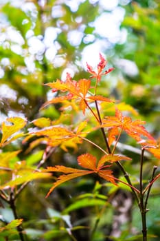 maple tree,leaf and branch,shallow focus