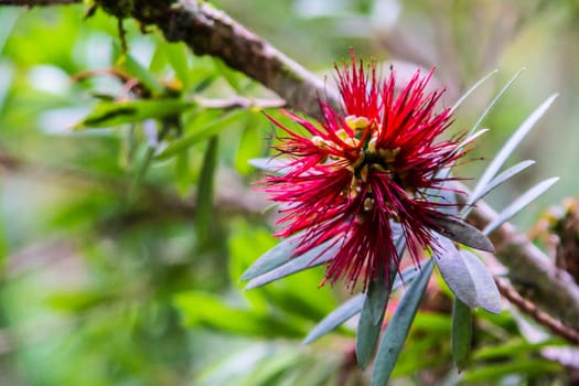 dwarf bottle brush flower in tropical garden,Chaingrai,Thailand