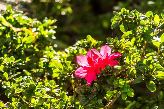 pink azalea flower in hight mountain,Chiangrai,Thailand