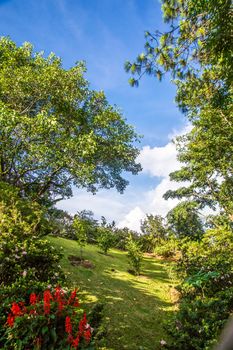 tropical garden and blue sky,Chiangrai,Thailand