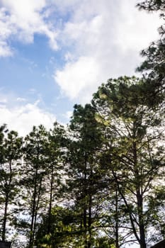 nature scene from high hill of asia,Chiangrai,Thailand