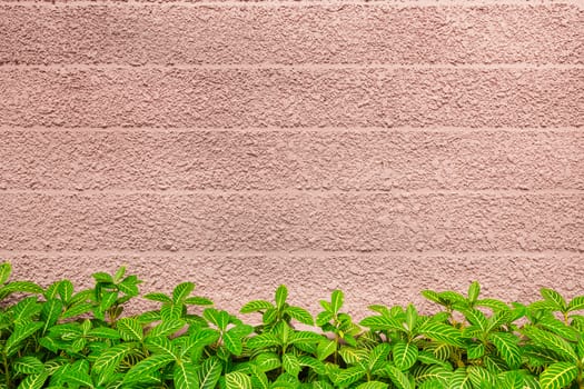 wall texture and green leaf background