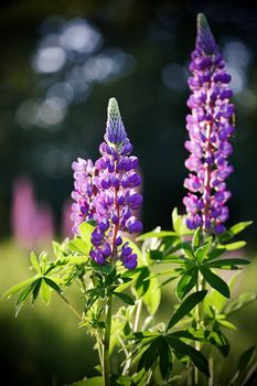 Lupine flowers. Violet flowers. Wild-growing plant.