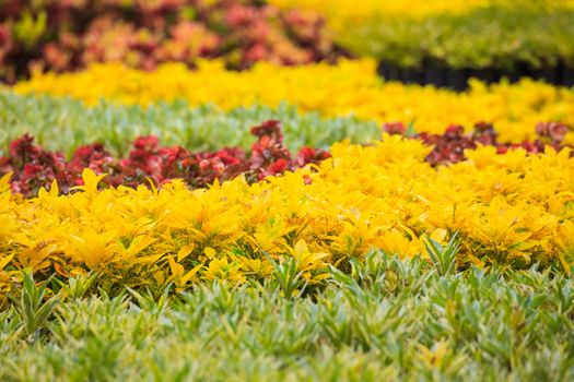 garden background