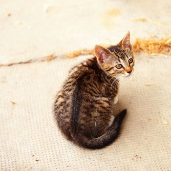 Small cat with yellow eyes sitting on the road