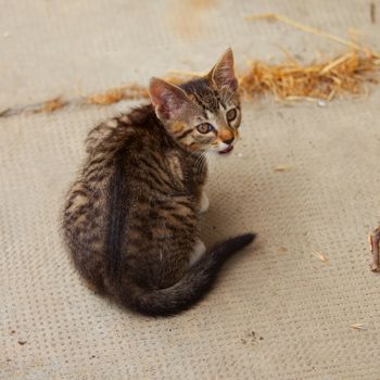 Small cat with yellow eyes sitting on the road