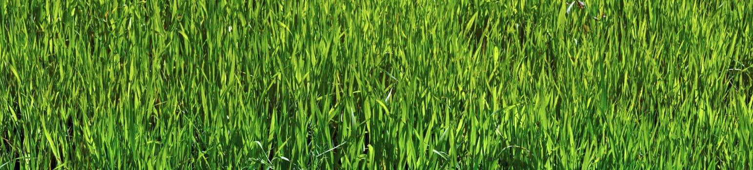 Panoramic picture - green oats                               