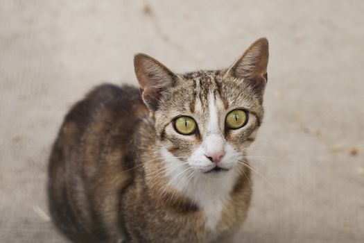 Cat with big green eyes staring at the camera