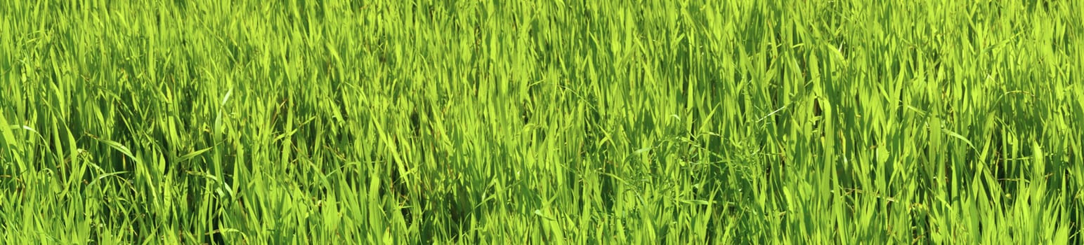 Panoramic picture - green oats