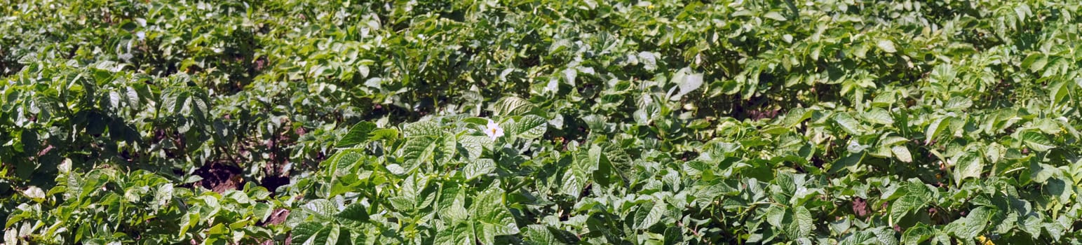 Panoramic picture - Flowering bush potatoes in the garden