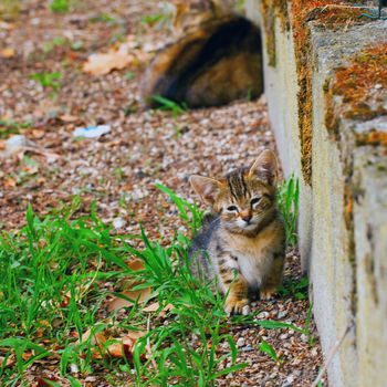 Small, tender and suffering cat in the grass