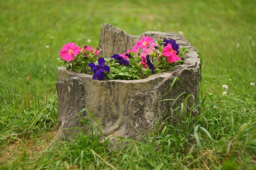 Bed of petunias in the form of a tree stump