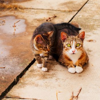 Mother cat and son, sitting on the cement