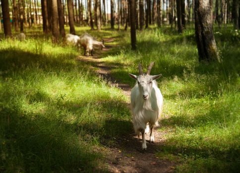 herd of white goats walk through a forest in the summer