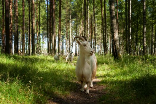 herd of white goats walk through a forest in the summer