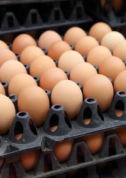 egg on trays at the market