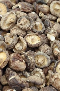 Dried Shiitake Mushrooms (Lentinula edodes)