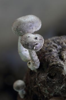 Shiitake mushrooms in mushroom farm