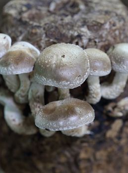 Shiitake mushrooms in mushroom farm