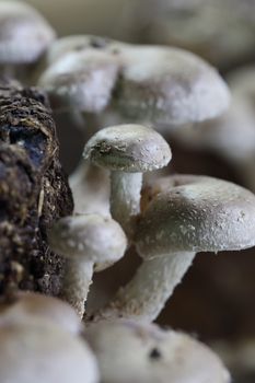 Shiitake mushrooms in mushroom farm