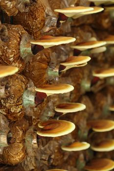 Lingzhi mushrooms  in mushroom farm