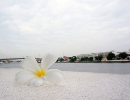 Frangipani flowers, one flower is white, fall on the floor near the river                               