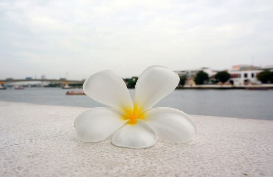 Frangipani flowers, one flower is white, fall on the floor Near the river.                              