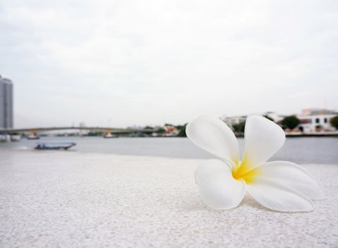 White Frangipani flowers fall on the ground near the river.                                