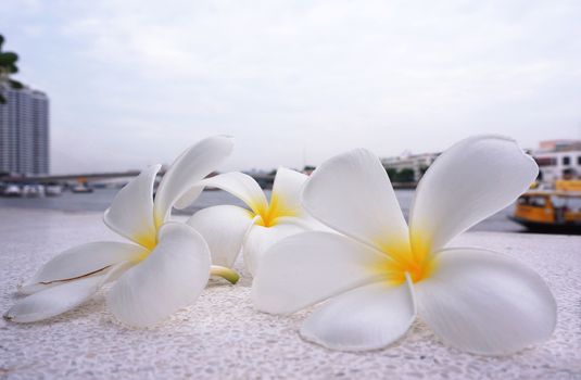 Three white Frangipani flowers fall on the ground near the river.                               