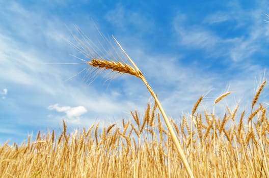 ear of wheat on field. soft focus