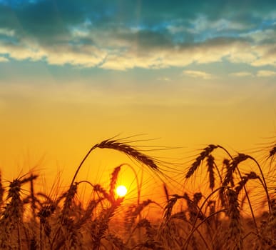 field with harvest at sunset