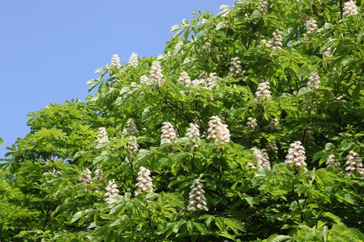 chestnut tree in bloom