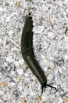 Large slug that is considered a pest in most of it´s range