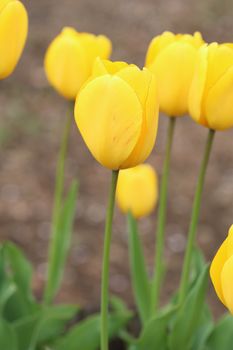 yellow tulip flower blooming in the garden