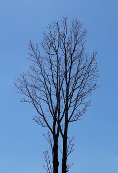 Leafless branches with pink flower and blue sky background